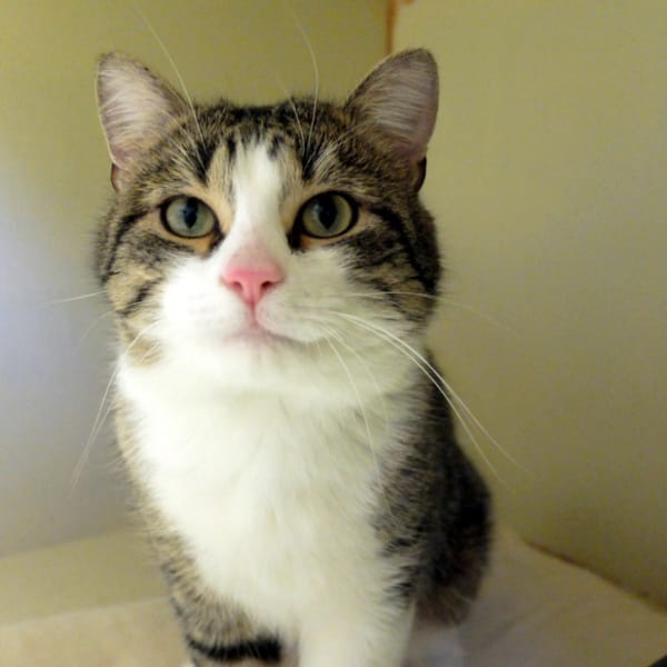 JAMES PAB28531 — Européen