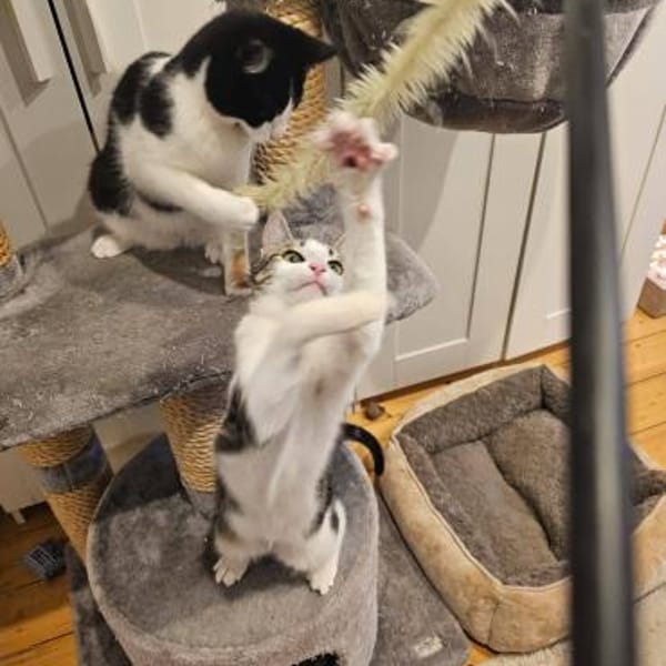 Pichon und Melchor sucht Dich — Mischling