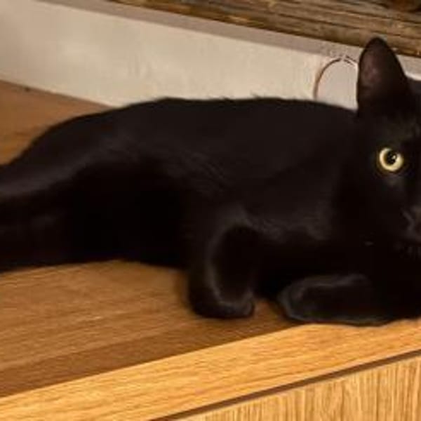 Luca... — Europäisch Kurzhaar