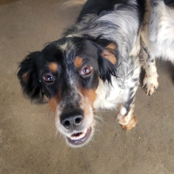 Grixou — Setter Anglais