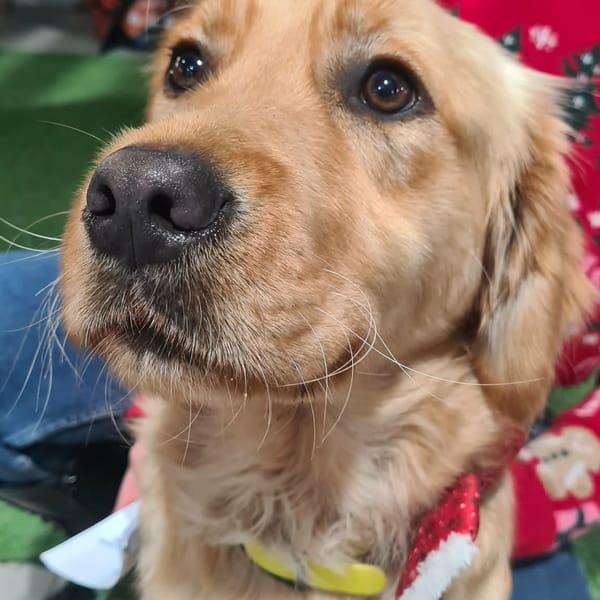 ASTUCE — Golden Border Retriever