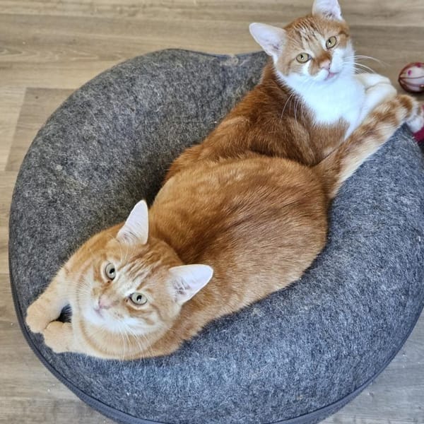 TOM & JERRY - geb. ca. 05/2023 — Europäisch Kurzhaar