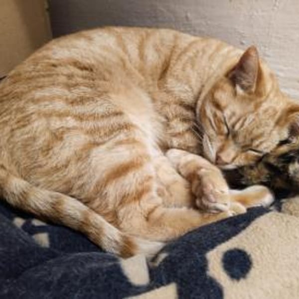 Foxy FeLV+ sucht in Wohnungshaltung — Europäisch Kurzhaar