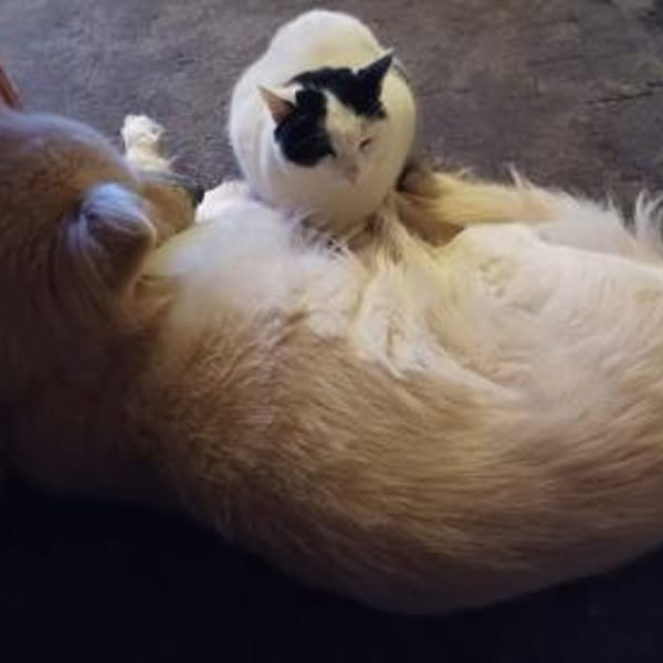 Zuhause gesucht für Sissi&Max — Europäisch Kurzhaar