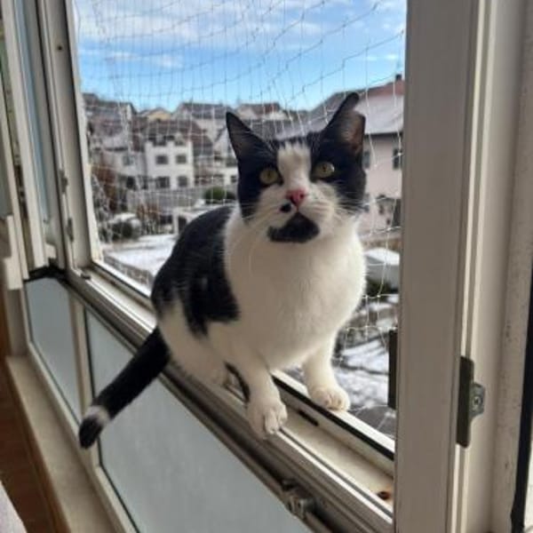 Azrael aus dem Tierschutz — Europäisch Kurzhaar