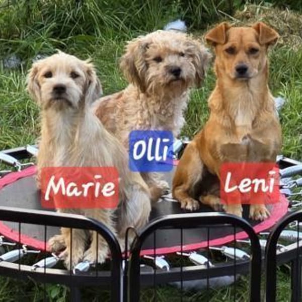 GESELLIGE KLEINFAMILIE — Terrier-pudel