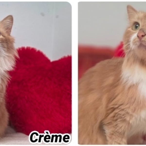 CREME (Réservée) — Européen