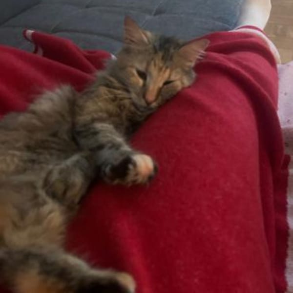 Zuhause gesucht für Lisi & Lucky — Europäisch Kurzhaar