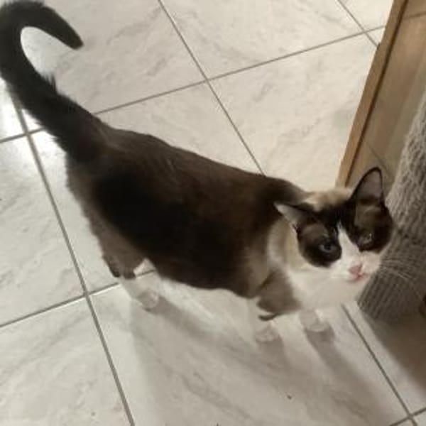 Mapache bei München (ALM) — Snowshoe-siam