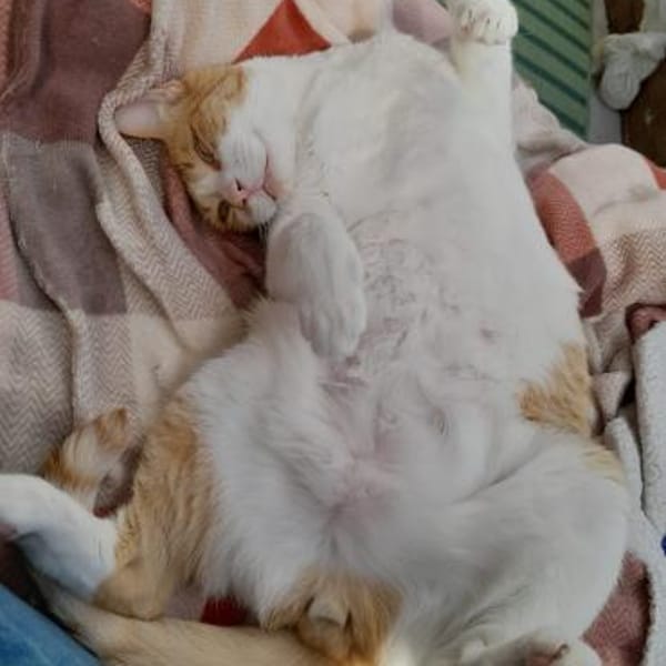 Liebenswerter Junior in Hattersheim(ALM) — Ekh