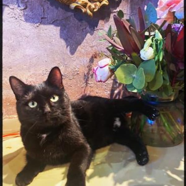 Ein süsser Knopf, wartend auf gutes Zuha — Europäisch Kurzhaar