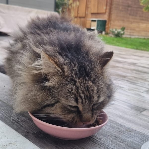 sirius — Européen