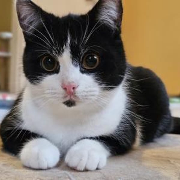 Manhattan - geb. 05/2024 - BKH Mix — Bkh