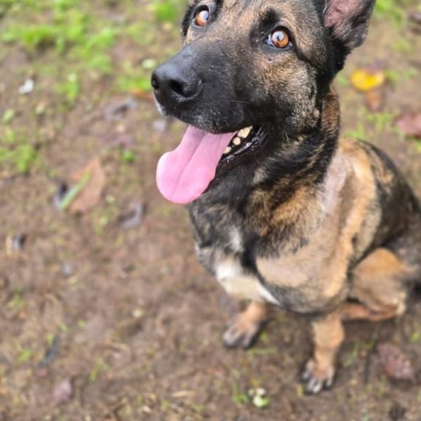 Charmante Lenda sucht dich — Malinois Mix