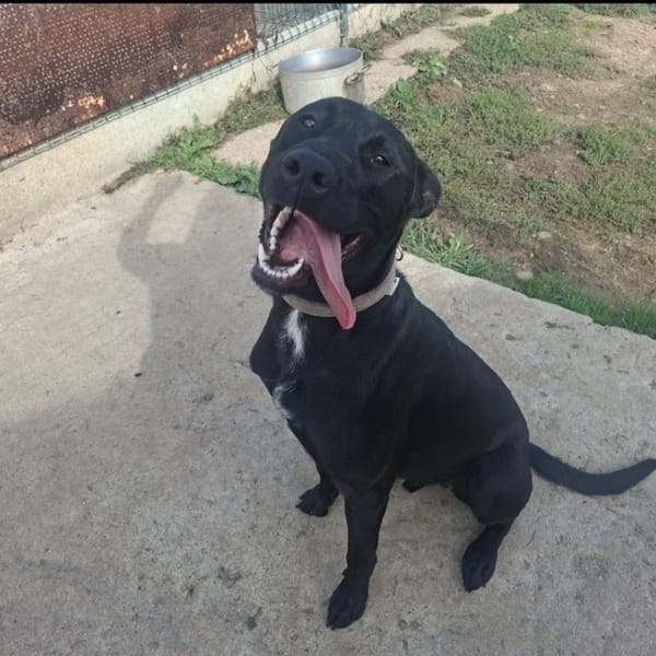 DIEGO Promis — Croisé / Autre