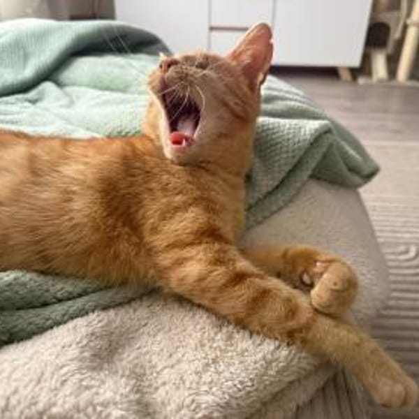 Unser besonderes Katzenseelchen Samson — Europäisch Kurzhaar