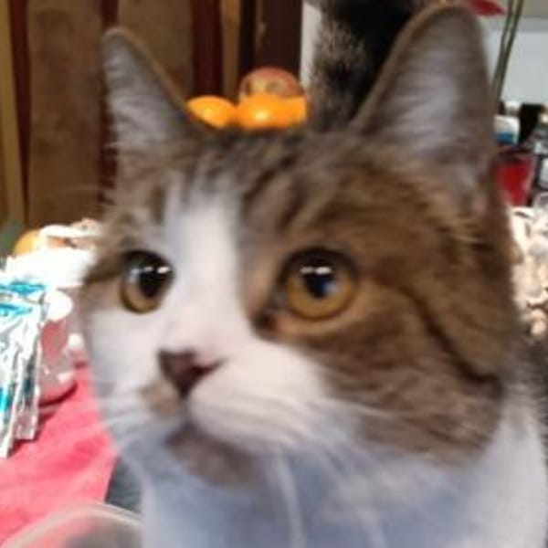 Katzen und Kater aus dem Tierschutz — Weiblich Und Männlich