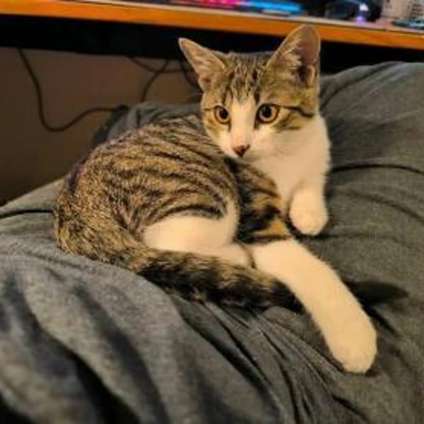 Oni - Kater — Mischling