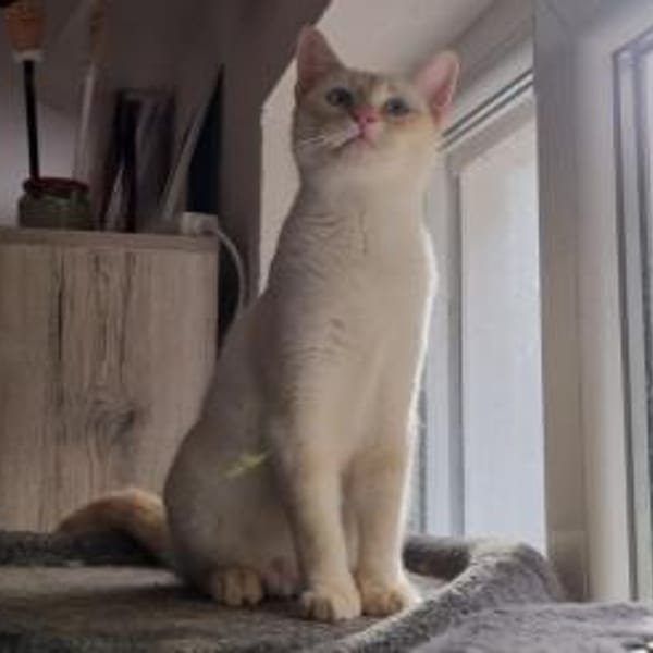 Amaya & Flöckchen... — Siam