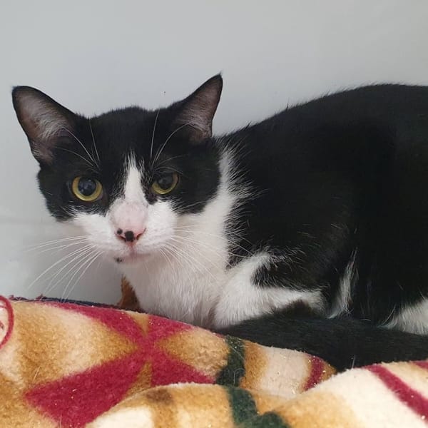 TACHE CHA — Européen