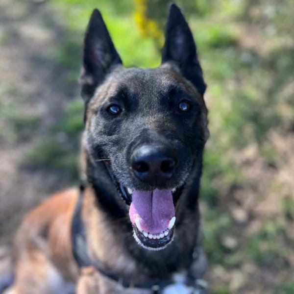 OAA 19932 SCAN — Malinois