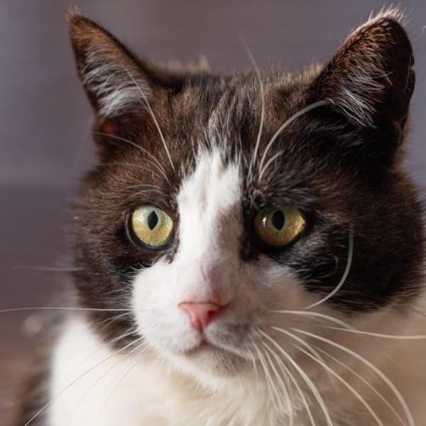 JOHNNY — Européen