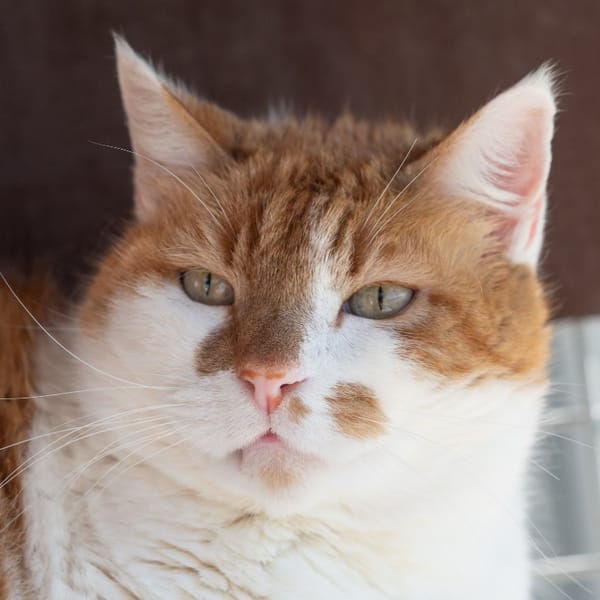 ISIDOR — Croisé / Autre