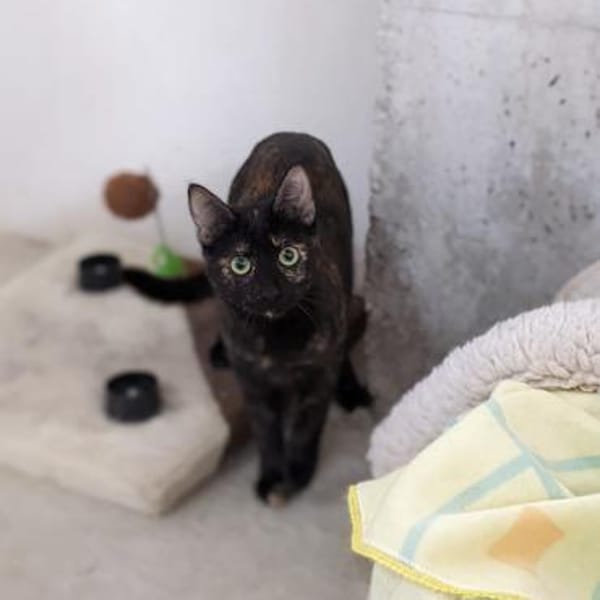 JESSY - kleine Seele die still leidet! — Europäisch Kurzhaar