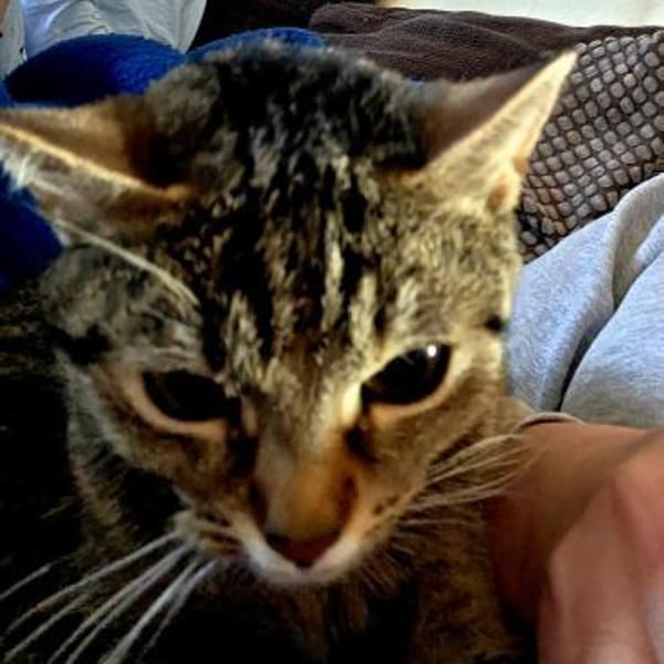 Sora & Kayda - Vermittlungshilfe !!! — Europäisch Kurzhaar