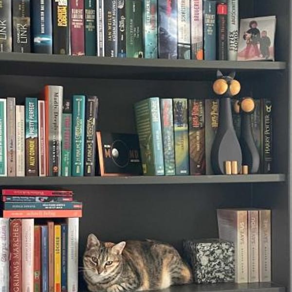 Zurückhaltende Katzendame Sally — Europäisch Kurzhaar