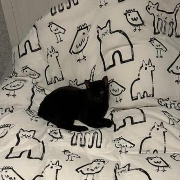 Maja aus dem Tierschutz — Europäisch Kurzhaar