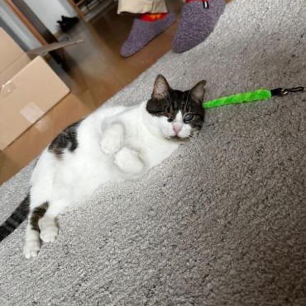 Ida und Nia aus dem Tierschutz — Europäisch Kurzhaar