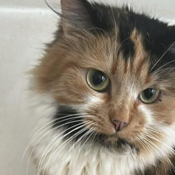 Lia, Schönheit sucht Gesellschaft — Skatze