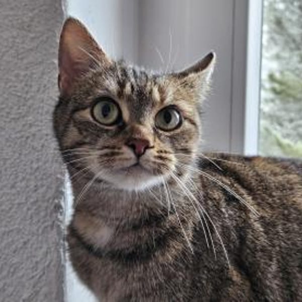 ONI - geb. ca. 05/2020 — Europäisch Kurzhaar