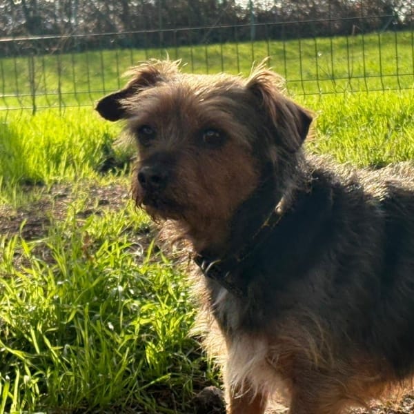 Milou — Fox Terrier Poil Dur