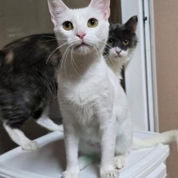 PEARL - eine weiße Perle sucht Zuhause! — Europäisch Kurzhaar