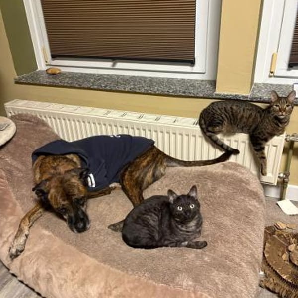 MORTI & LOKI ❤ — Europäisch Kurzhaar