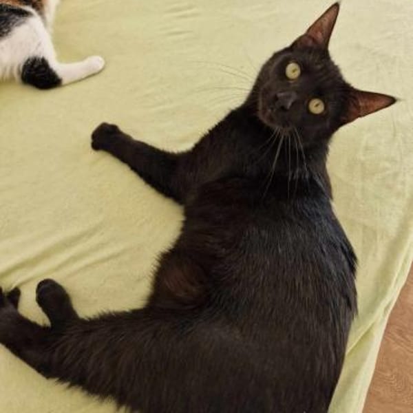 Wim sucht warmes Körbchen — Mischling