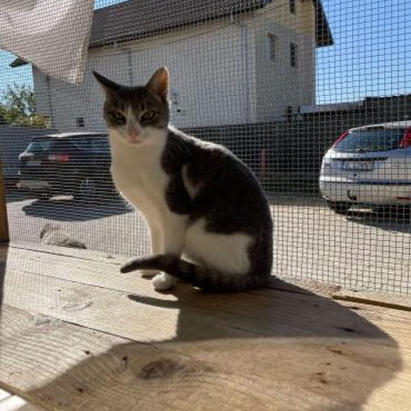 Meyna, Samtpfote mit den großen Augen — Skatze