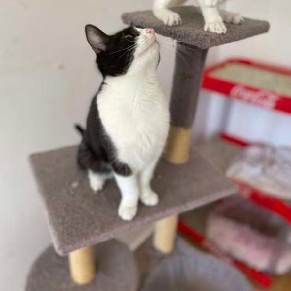 Onnea - hübsche Samtpfote sucht Zuhause — Skatze