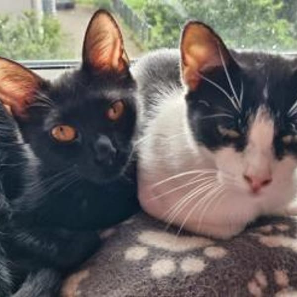 Pantera & Bianchina Juventina... — Bombay & Europäisch Kurzhaar