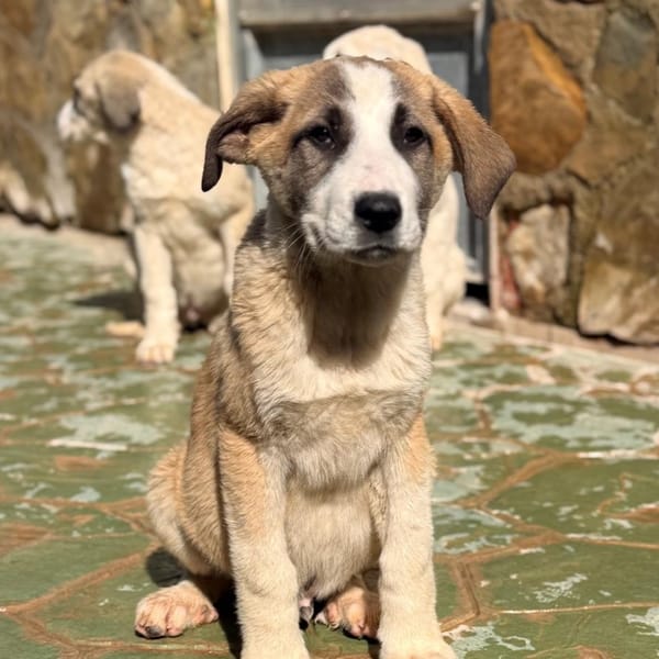 AXEL  (Lara) — Mâtin Espagnol