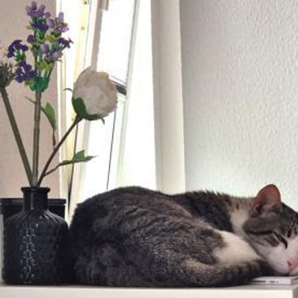 Kater Nicola hofft auf eine neue Chance — Europäisch Kurzhaar