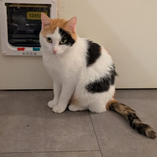 Kätzin Beba — Europäisch Kurzhaar