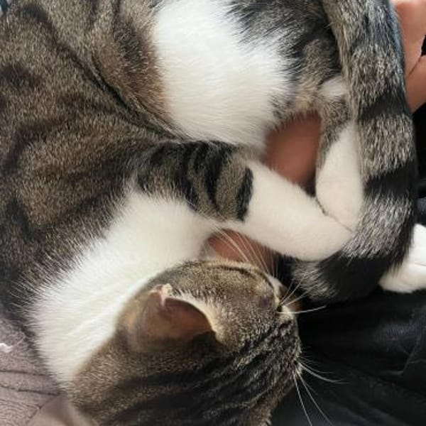 Charly aus dem Tierschutz — Europäisch Kurzhaar