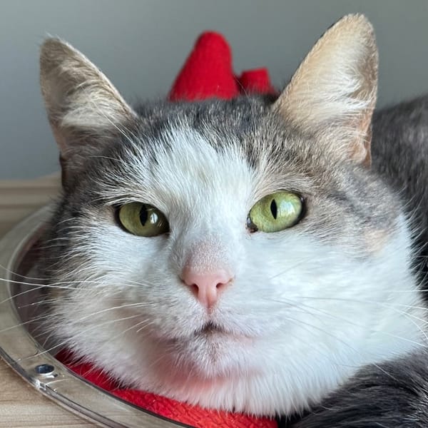 GARDENIA — Européen