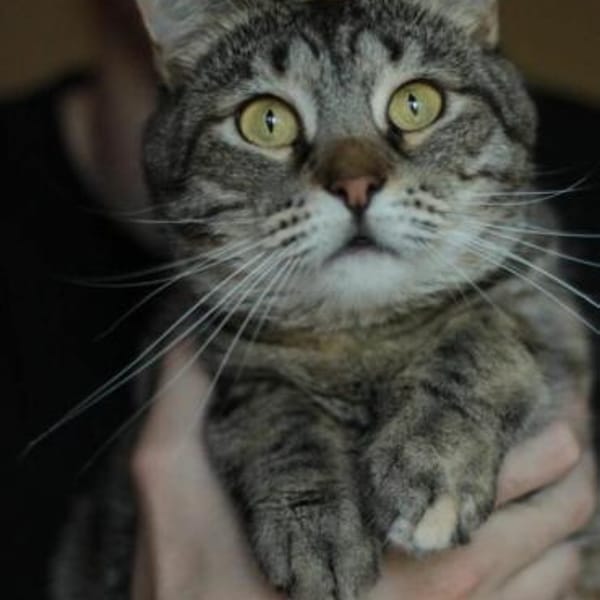 Ljalja — Europäisch Kurzhaar