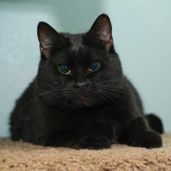 Kati — Europäisch Kurzhaar