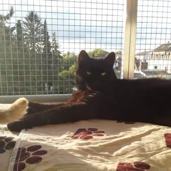 Adrik — Europäisch Kurzhaar