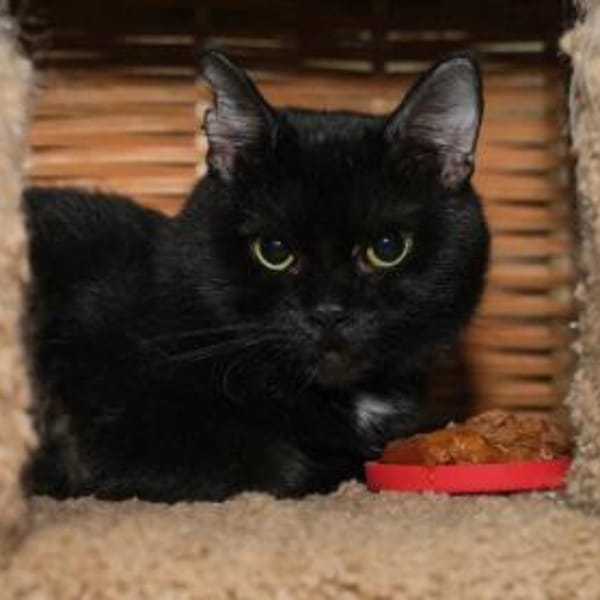 Jonjoe — Europäisch Kurzhaar